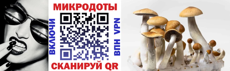 Псилоцибиновые грибы Psilocybe  Петропавловск-Камчатский 